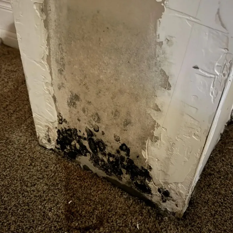 Professional Mold Removal in Dry Ridge, OH